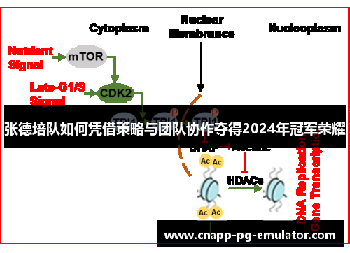 张德培队如何凭借策略与团队协作夺得2024年冠军荣耀 张德培队如何凭借策略与团队协作夺得2024年冠军荣耀
